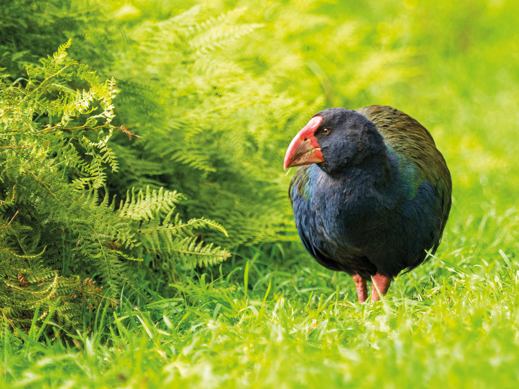  Takahe