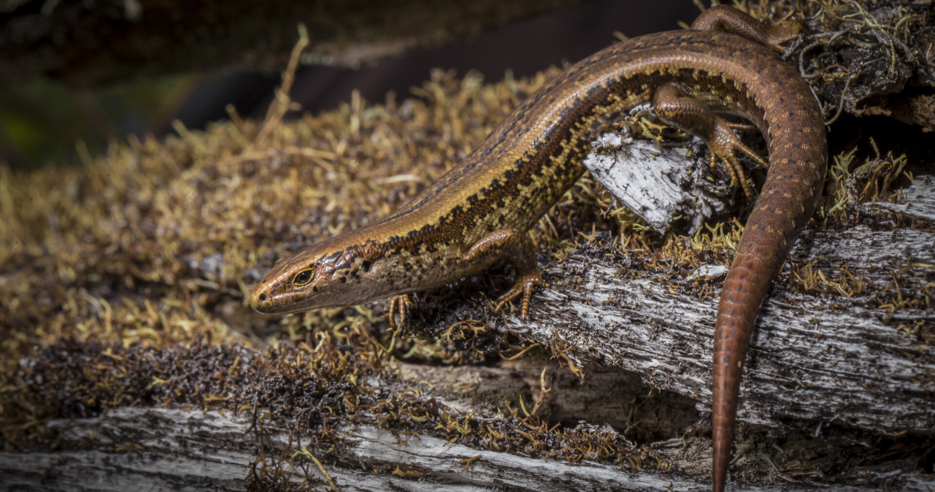 Alborn skink photo copyright James T