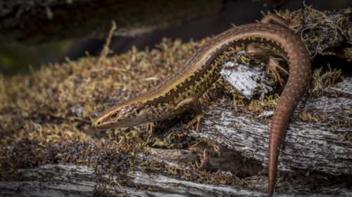 Alborn skink photo copyright James T