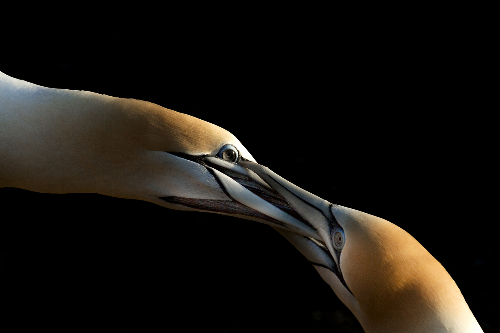 Behaviour Birds NHM Wildlife Photographer of the Year  shortlisted