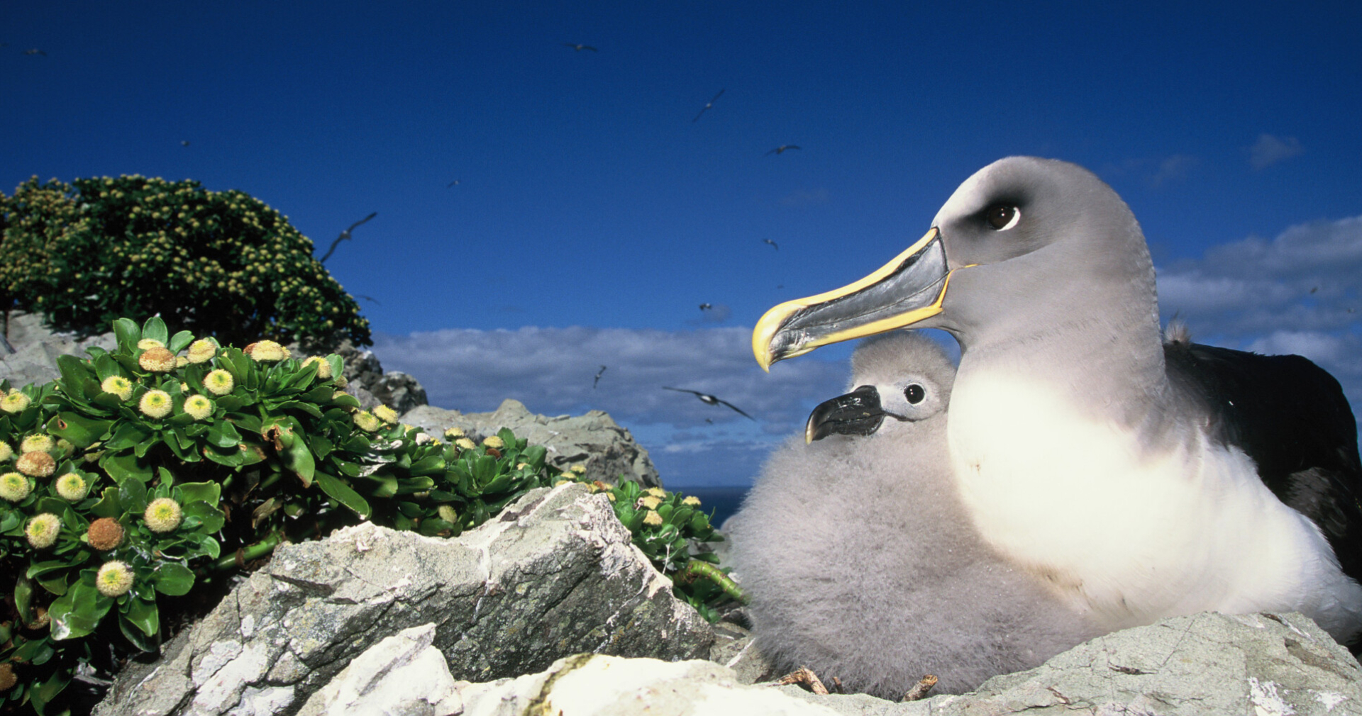 Chatham Islands Northern Bullers Albatross chick and button daisies Credit Tui De Roy