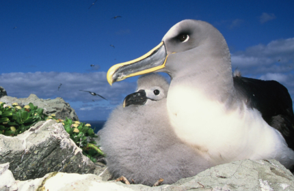 Chatham Islands Northern Bullers Albatross chick and button daisies Credit Tui De Roy