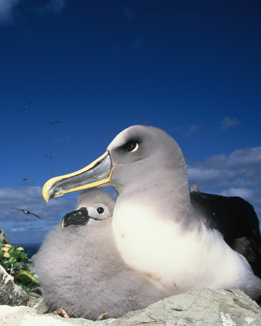 Chatham Islands Northern Bullers Albatross chick and button daisies Credit Tui De Roy