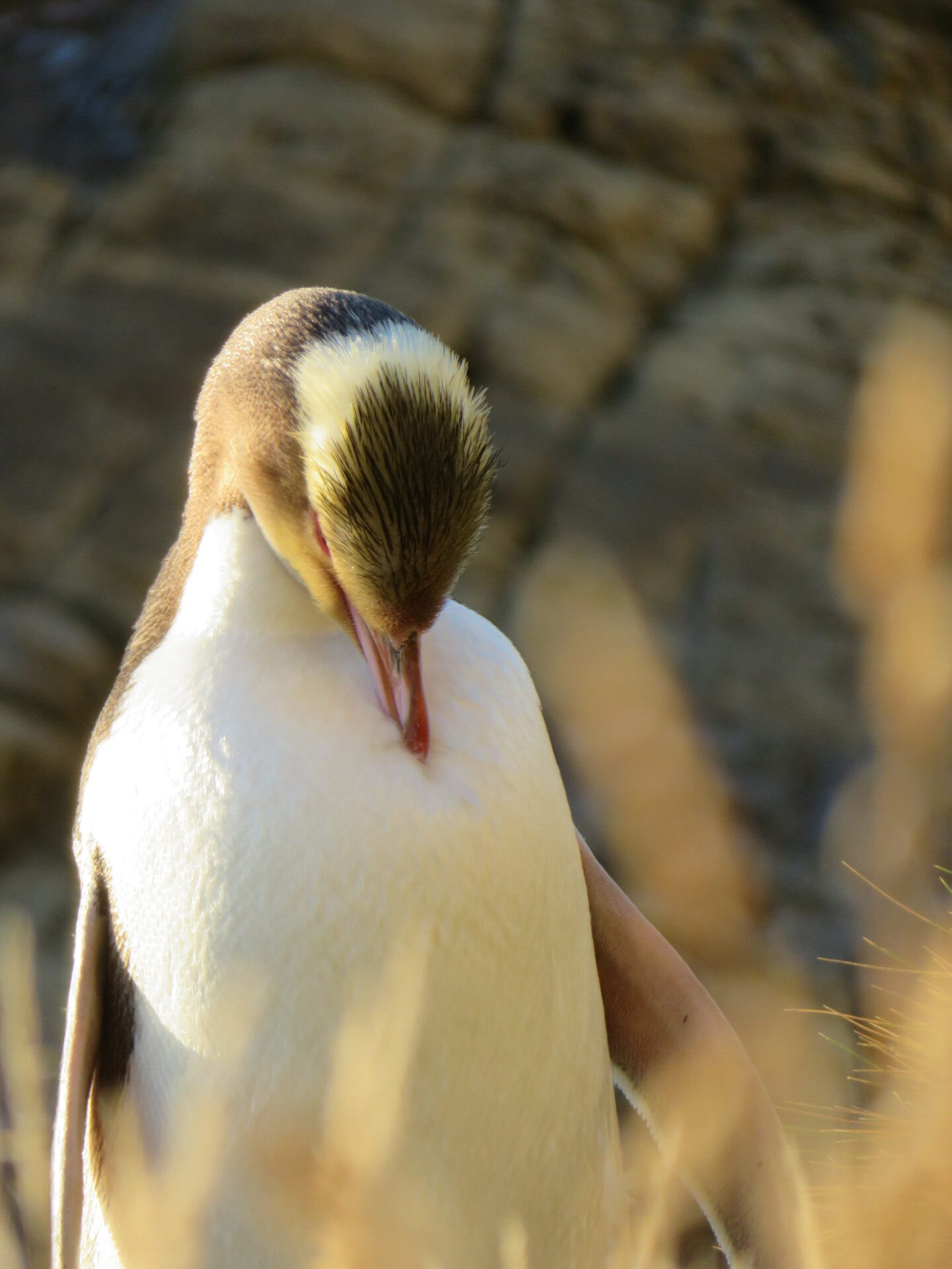Hoiho preening rotated