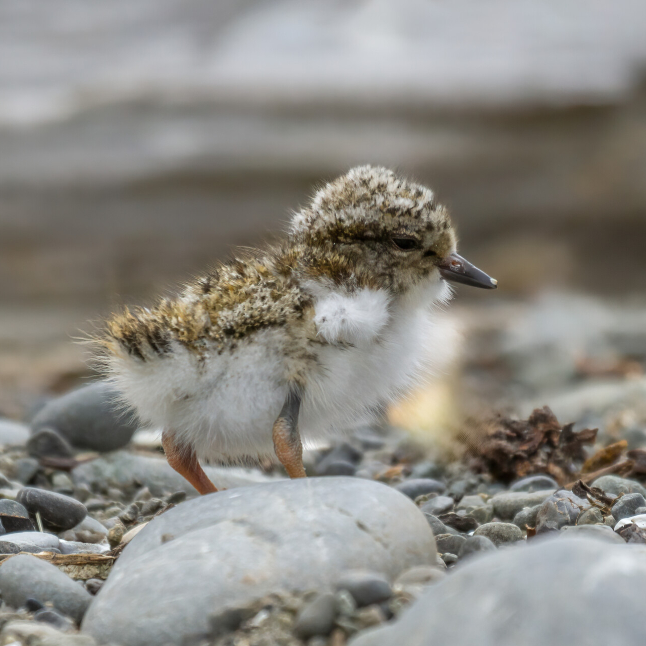 IMG  Shore Plover chick 