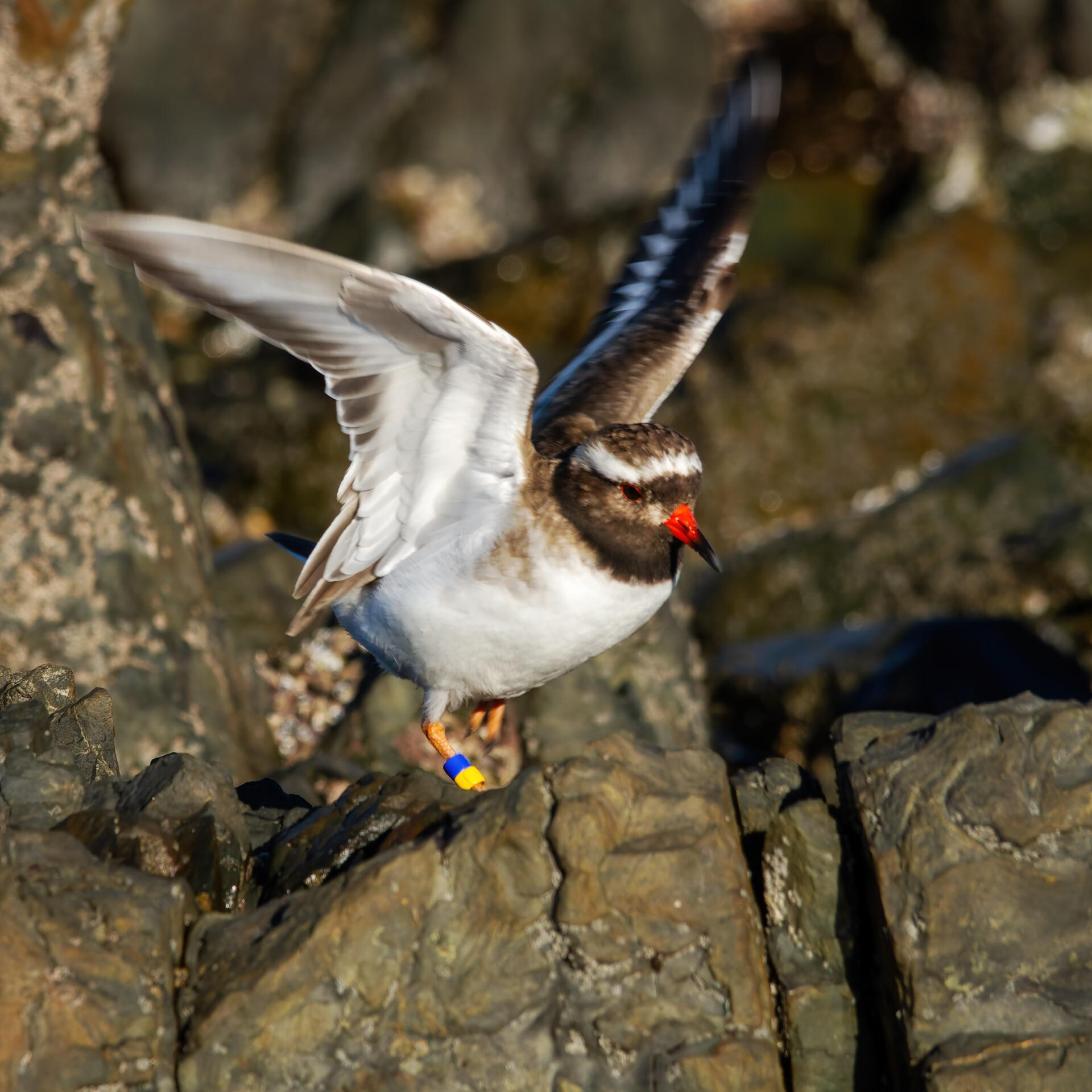 IMG  shore plover Toya Heatley