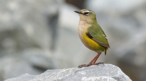 IMG  Rock Wren Glenda Rees reduced size