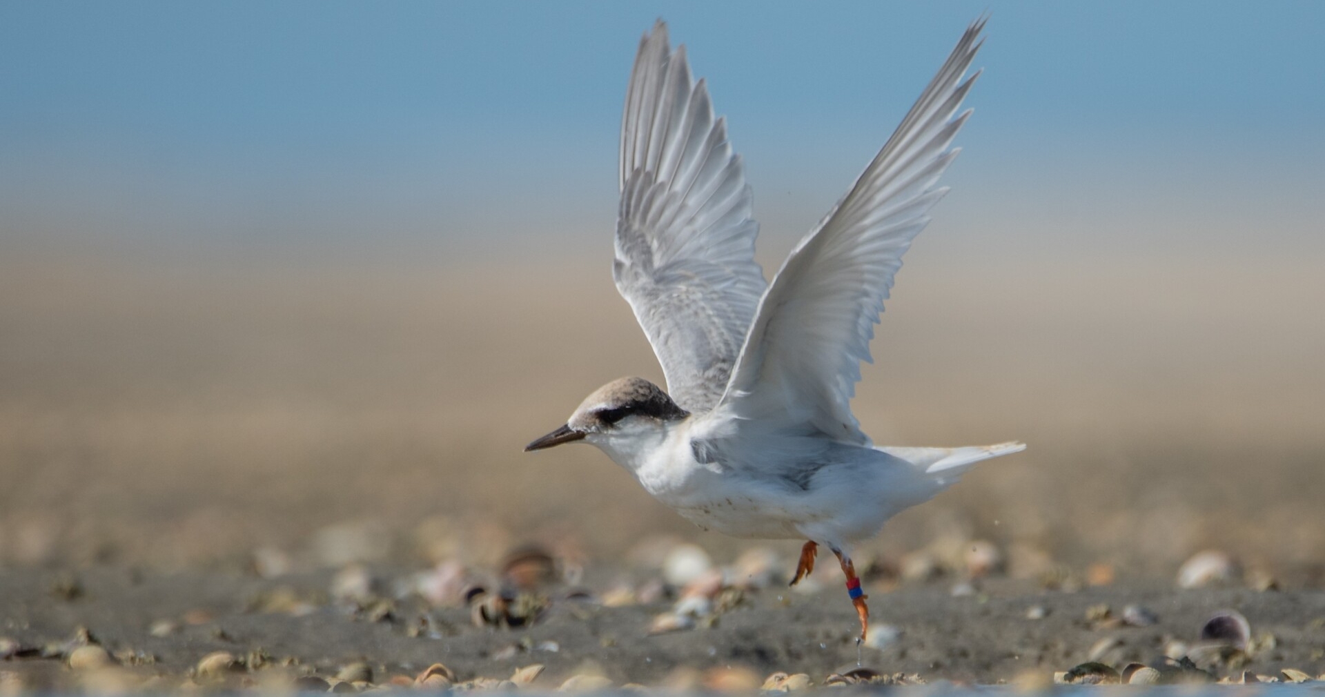 Juvenile tara iti lifting off