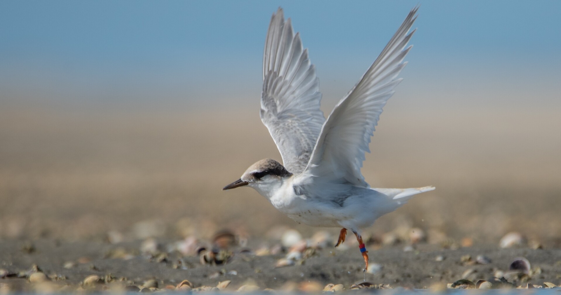 Tara iti/ New Zealand Fairy Tern | New Zealand Nature Fund