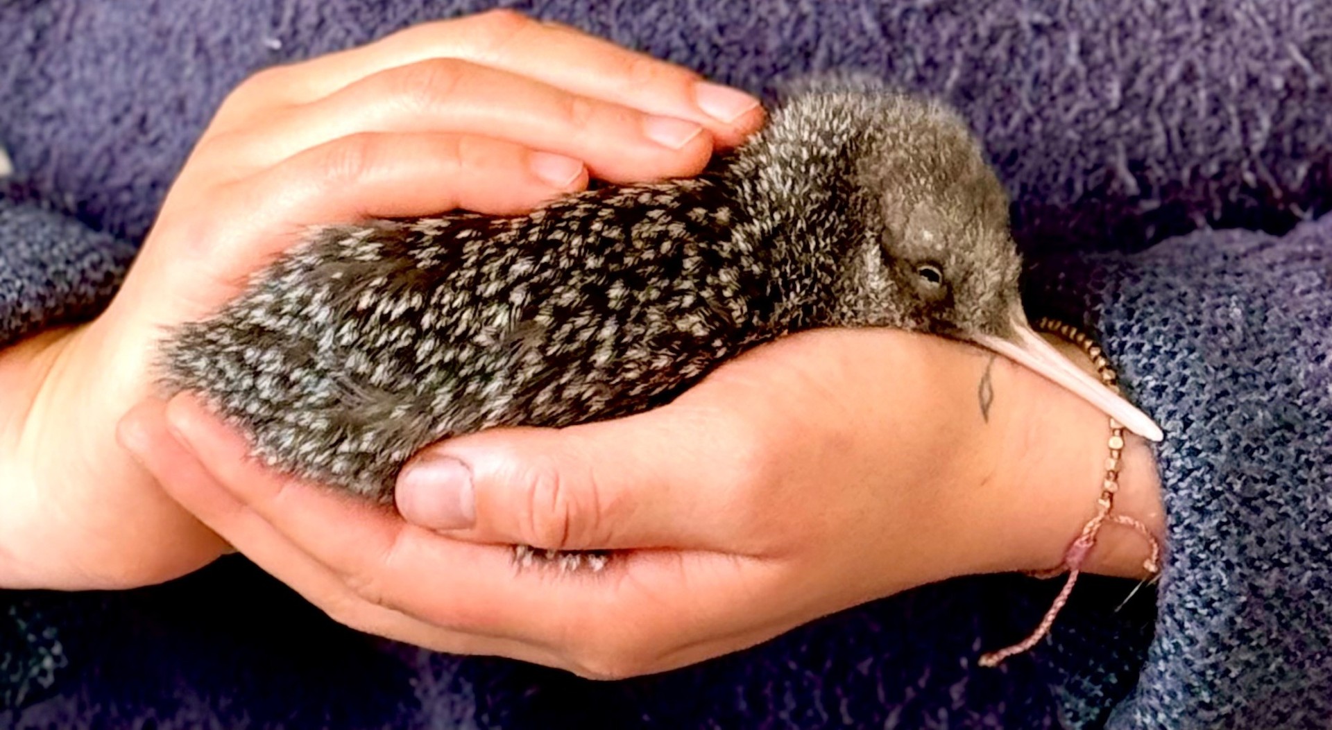 kiwi pukupuku / little spotted kiwi chick