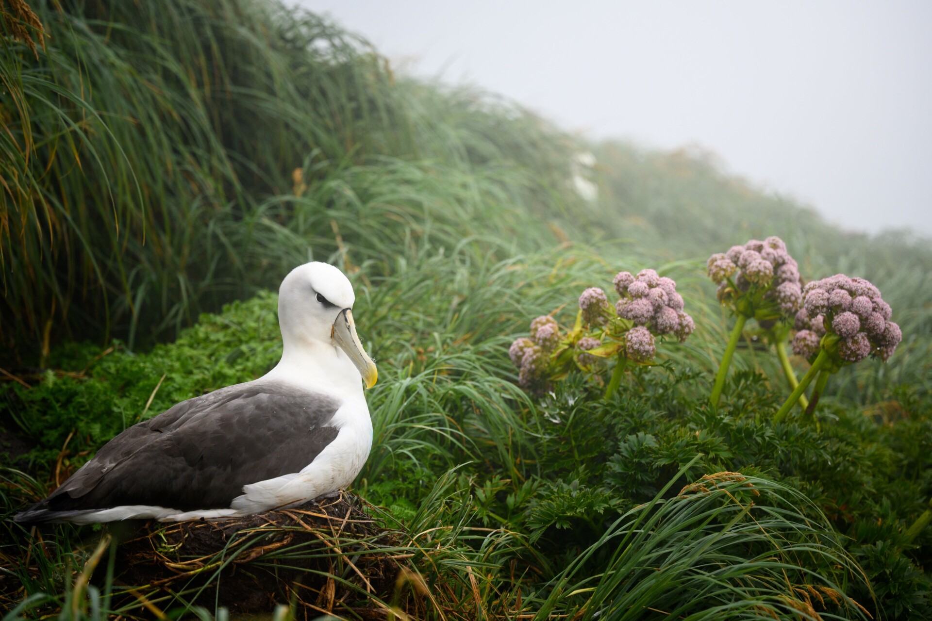 Maukahuka Toroa White Capped Albatross Jake Osborne