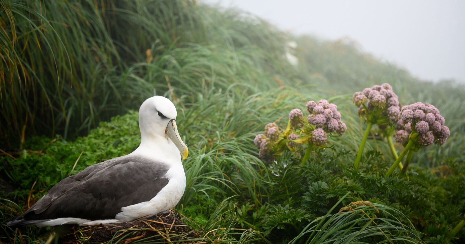 Maukahuka Toroa White Capped Albatross Jake Osborne