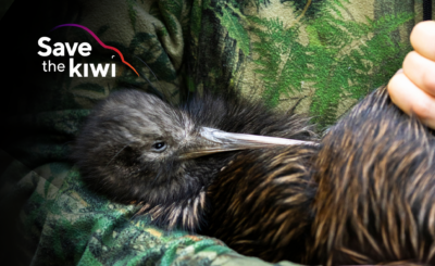 Save the Kiwi