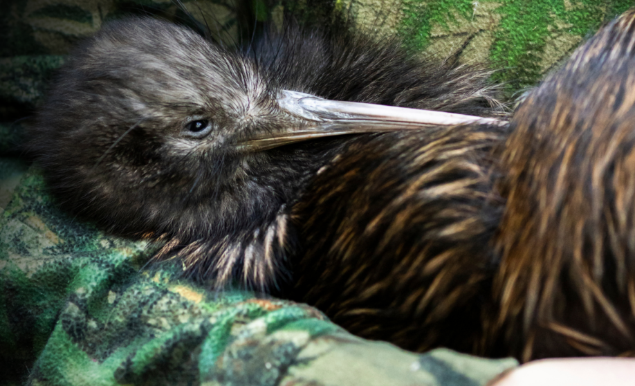 NZ Nature Fund hero image