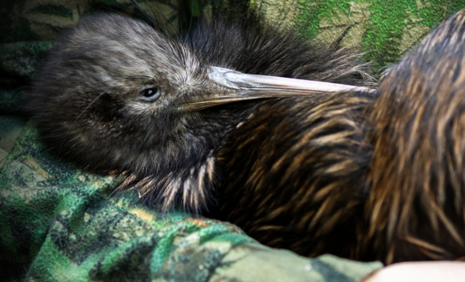 NZ Nature Fund hero image