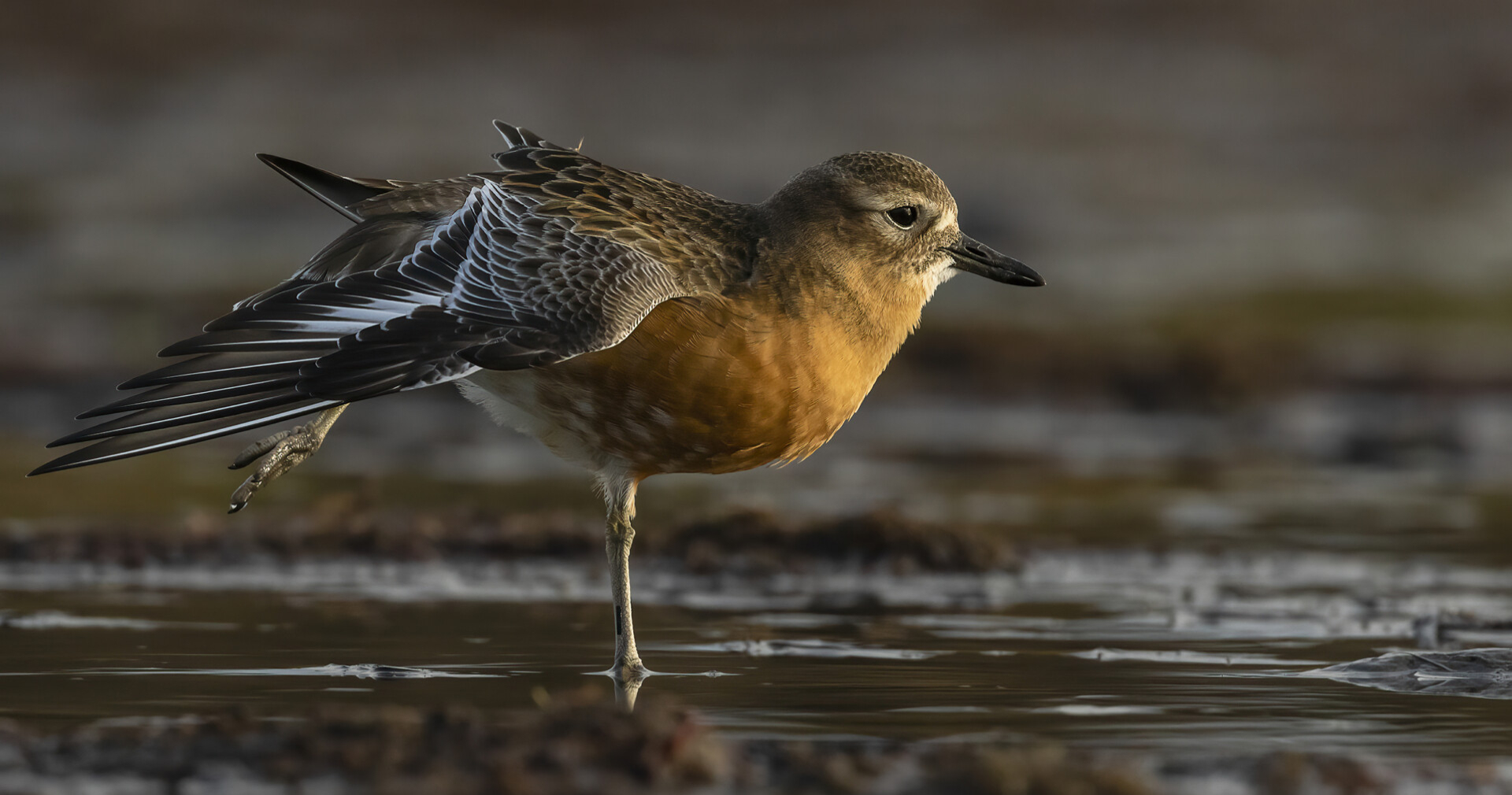 New Zealand Dotterel stretching 