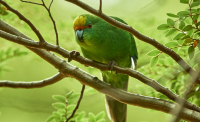 Orange-Fronted Parakeet
