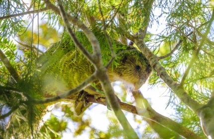 Rakiura Kohitatea kakapo in native bush Credit DOC