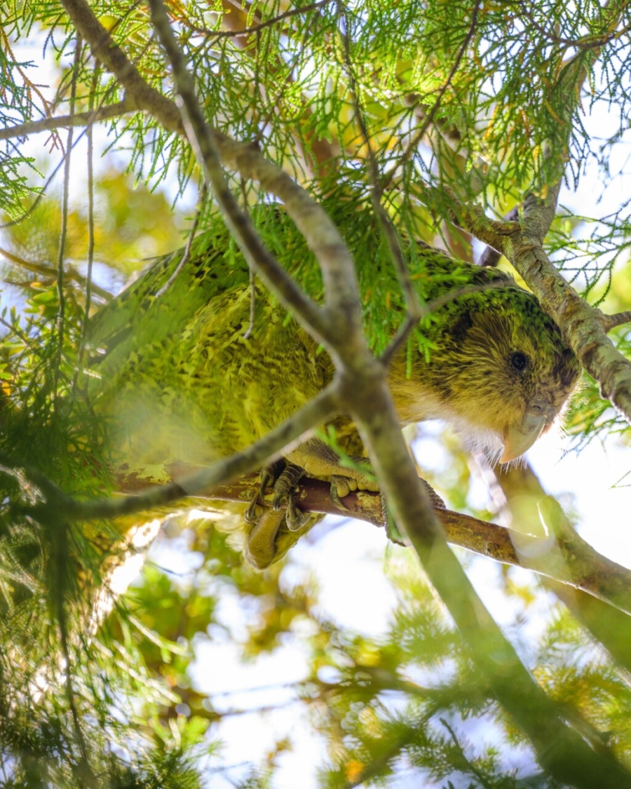 Rakiura Kohitatea kakapo in native bush Credit DOC