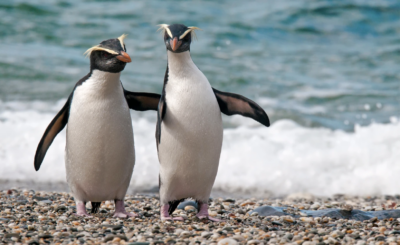 Fiordland Crested Penguin/ Tawaki