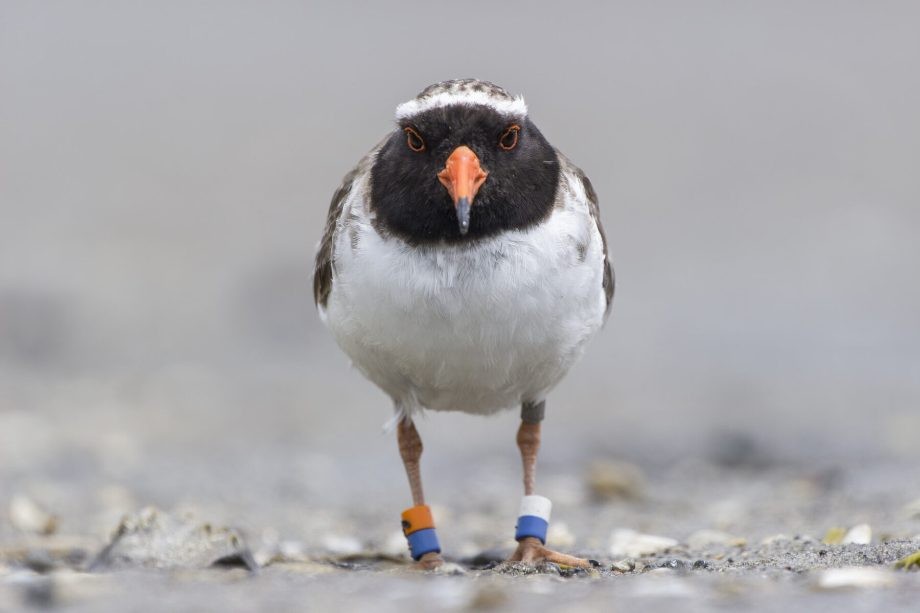 Shore Plover male