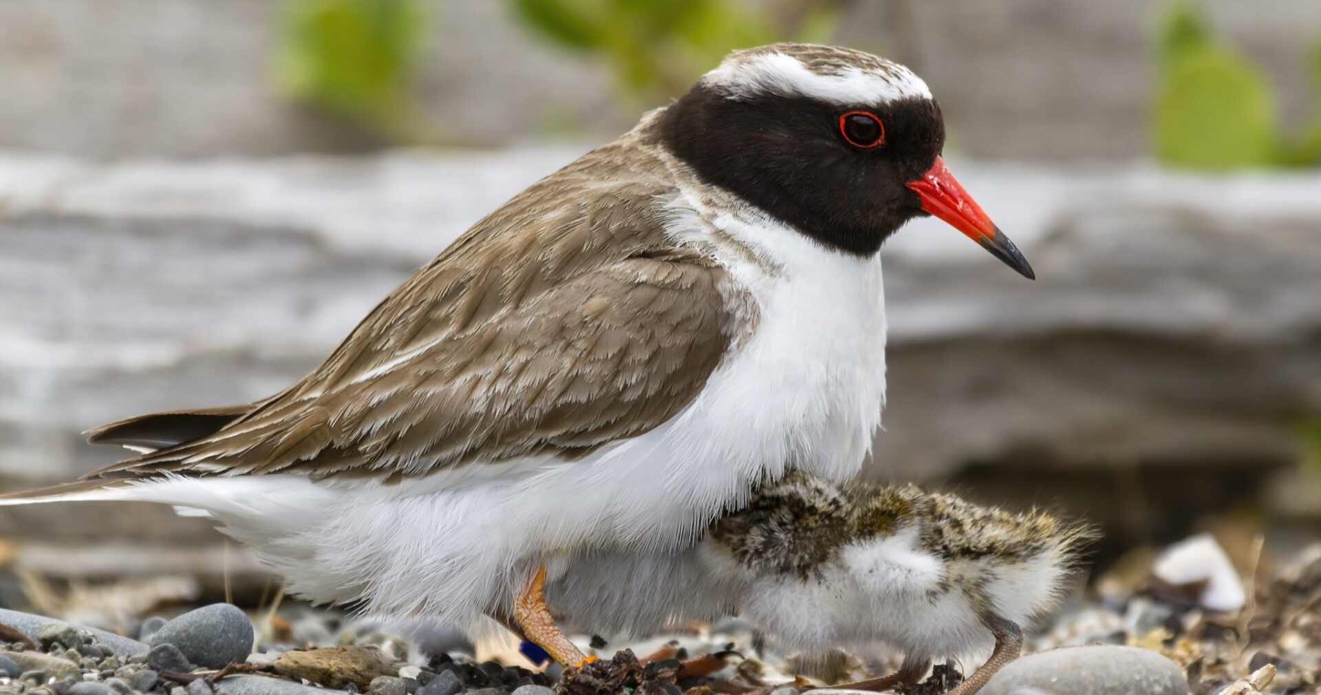 Shore plover hero Glenda Rees BW OGChick