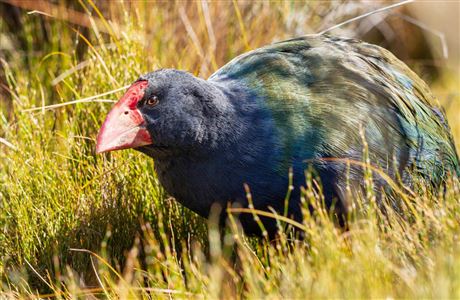Takahe Image DoC