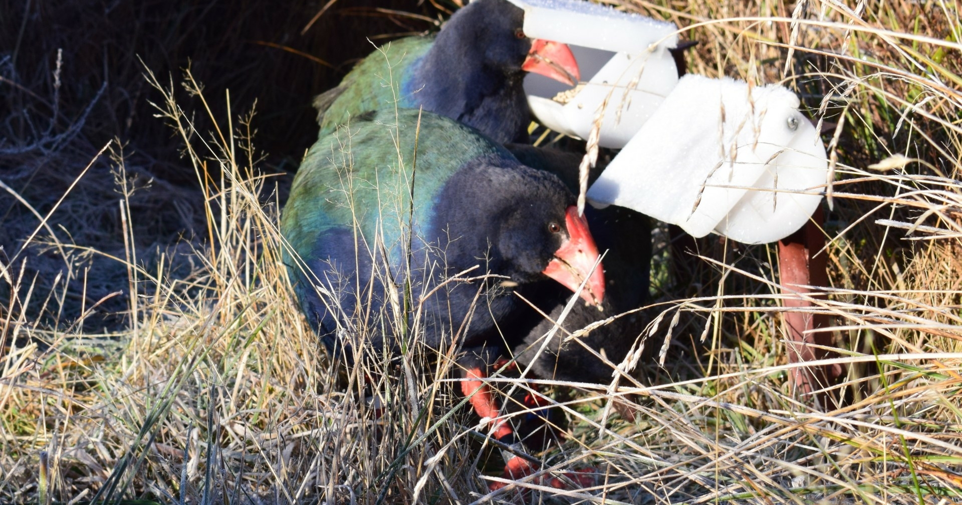 Takahe feeding