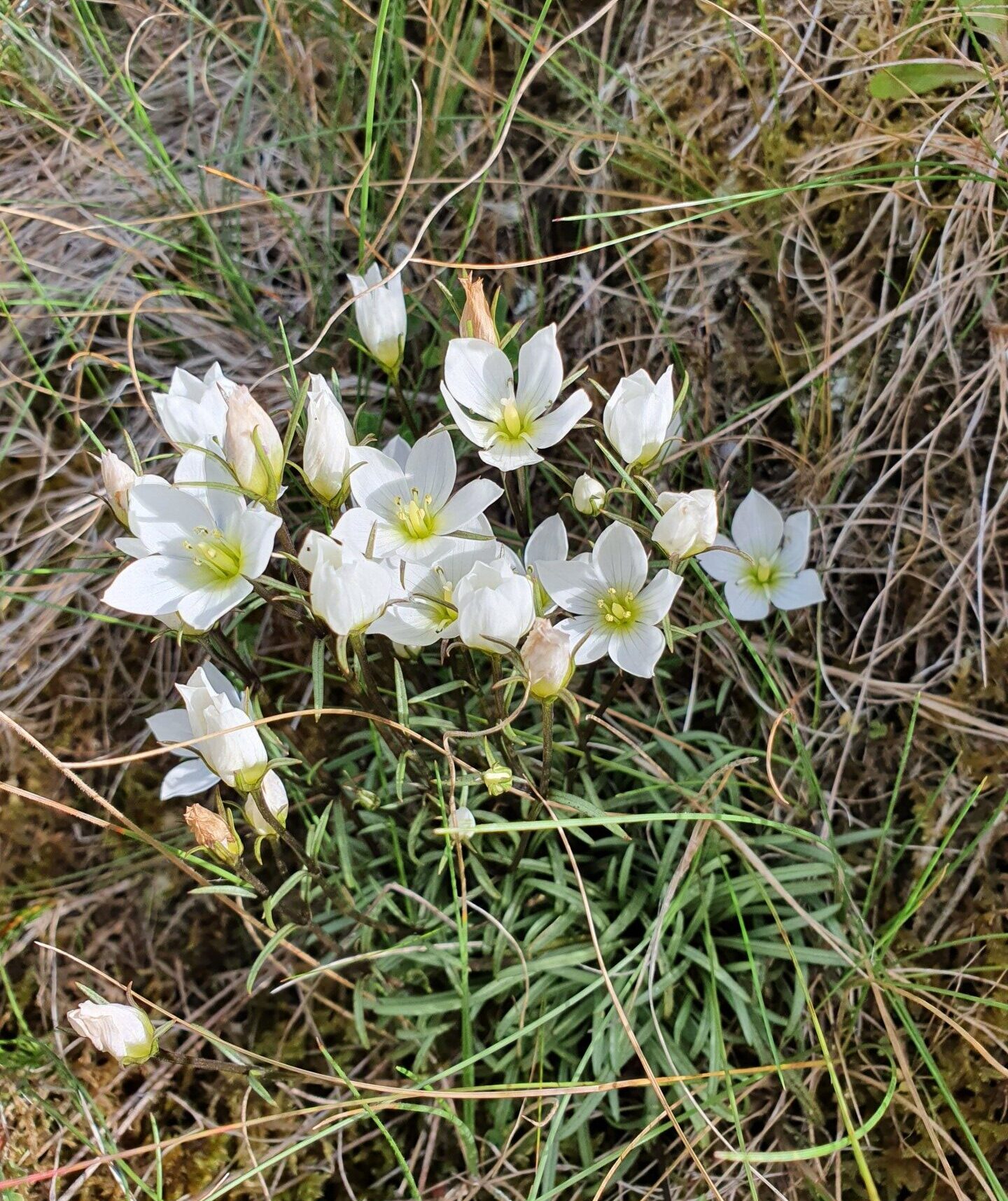 Wild Gentianella calcis surrounded by swarding grass rotated e