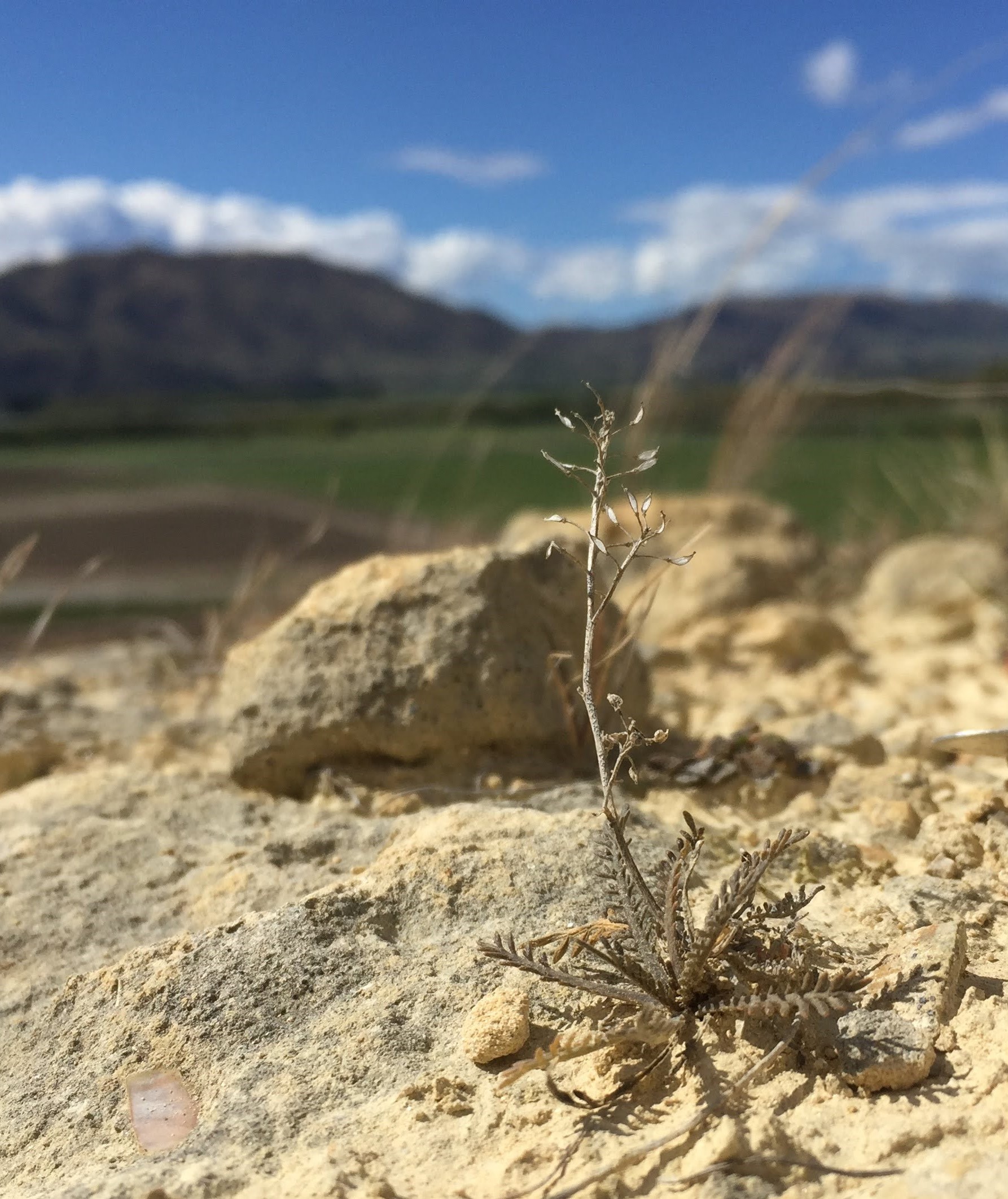 Wild Lepidium sisymbrioide Wai o Toura 