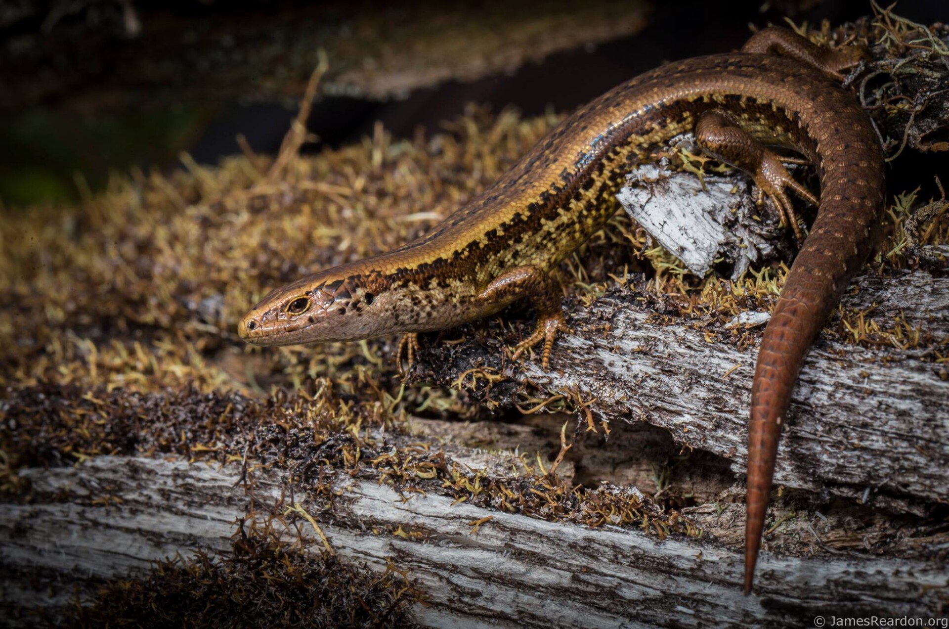 alborn skink image 