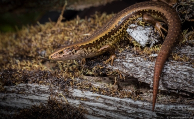 Alborn Skink