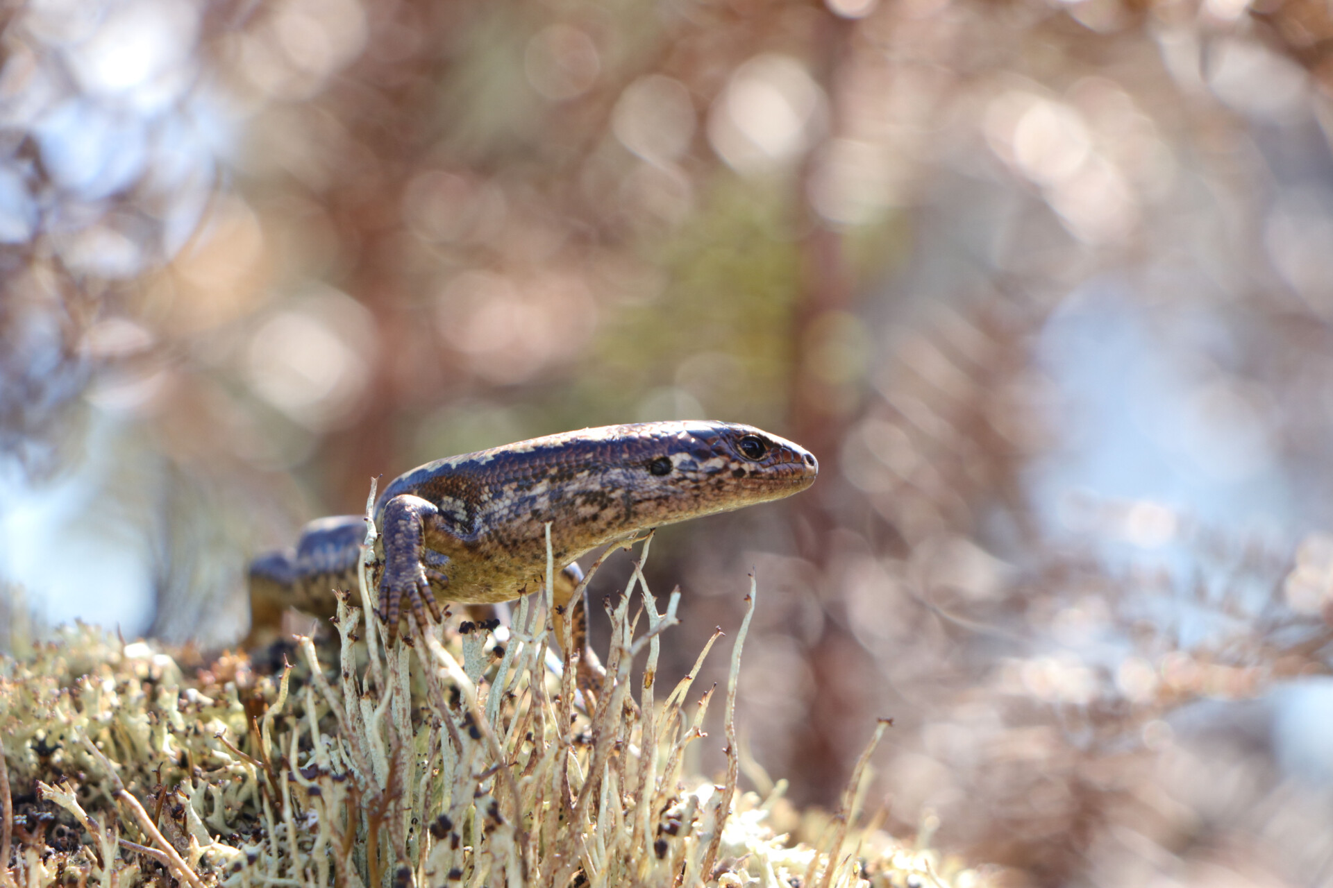 alborn skink image 