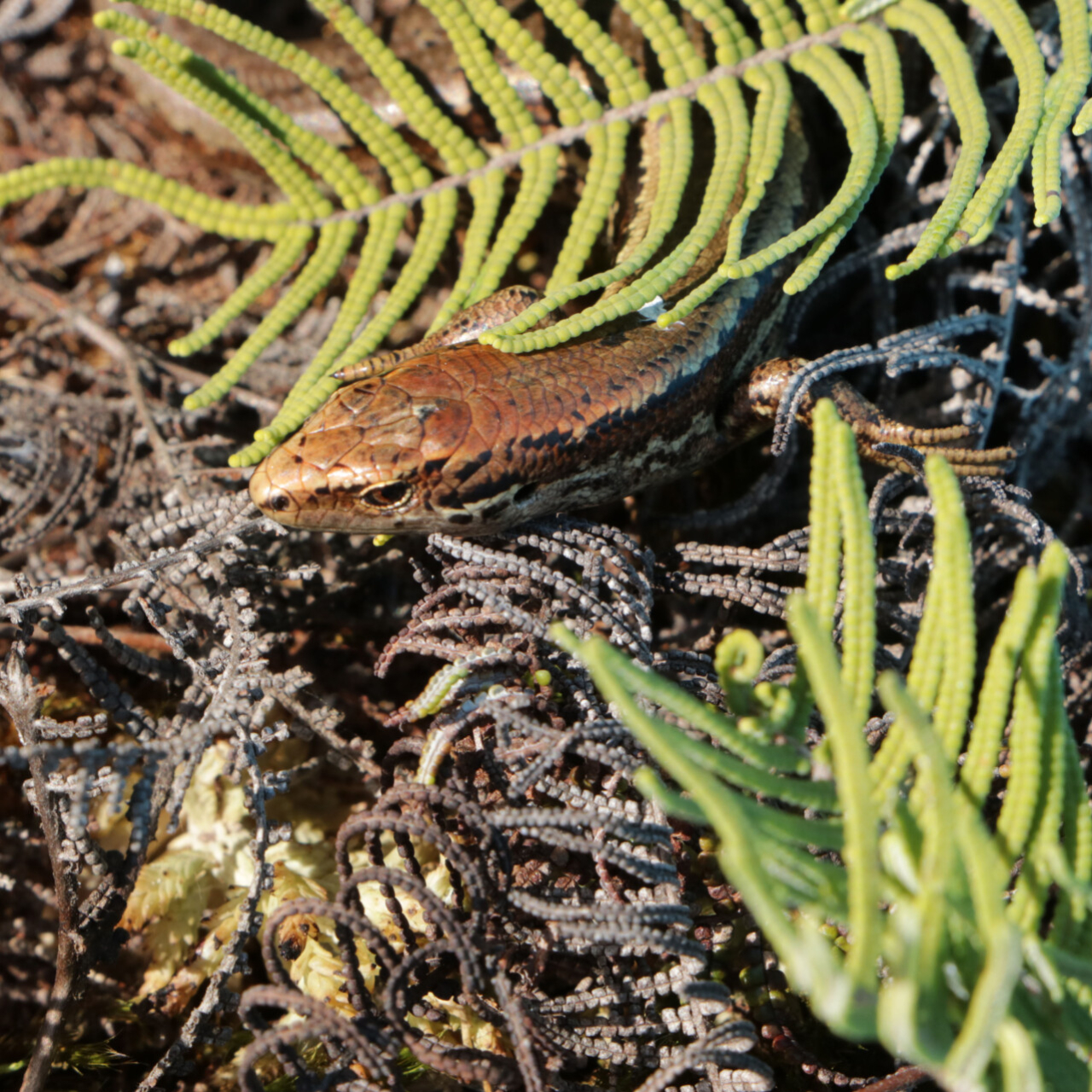 alborn skink image 