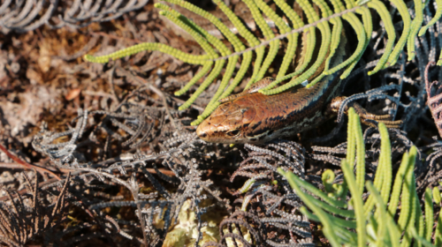 alborn skink image 