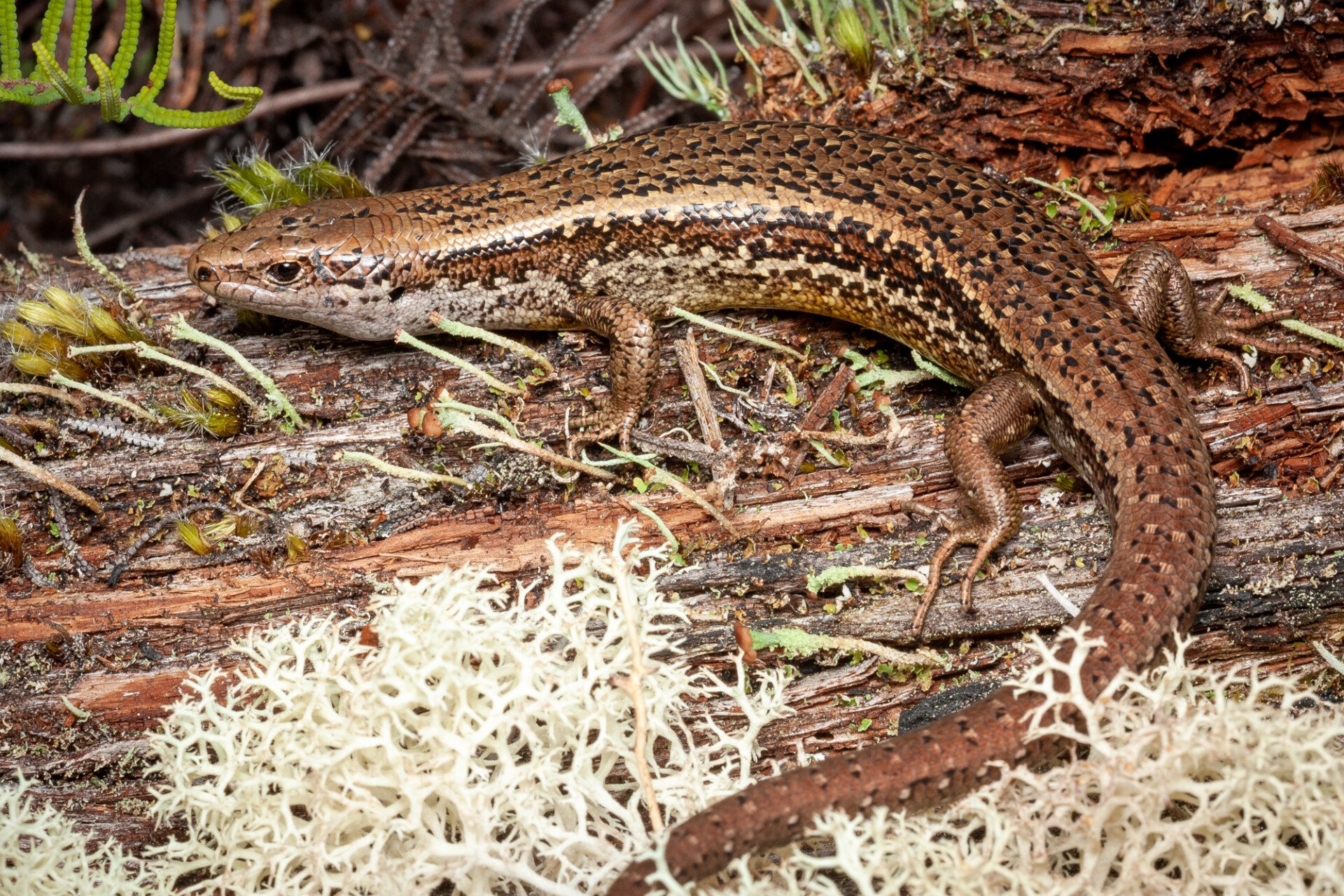 alborn skink image 