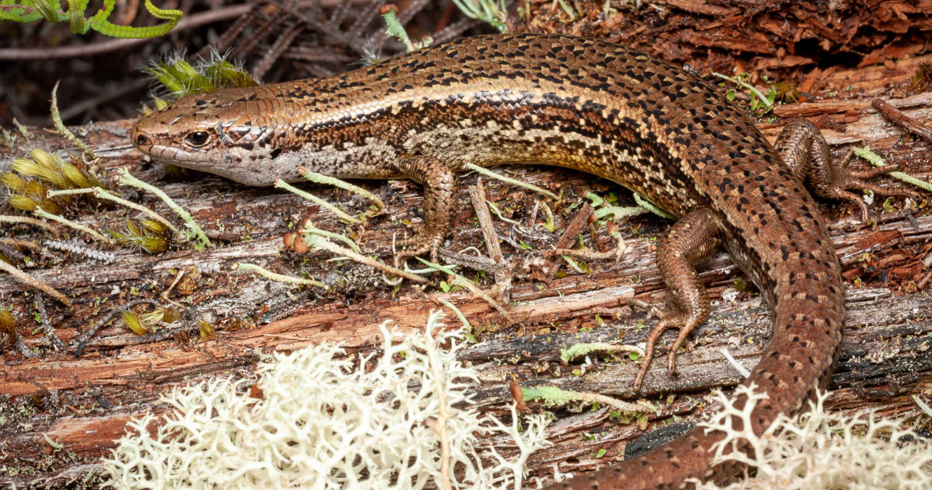 alborn skink image 