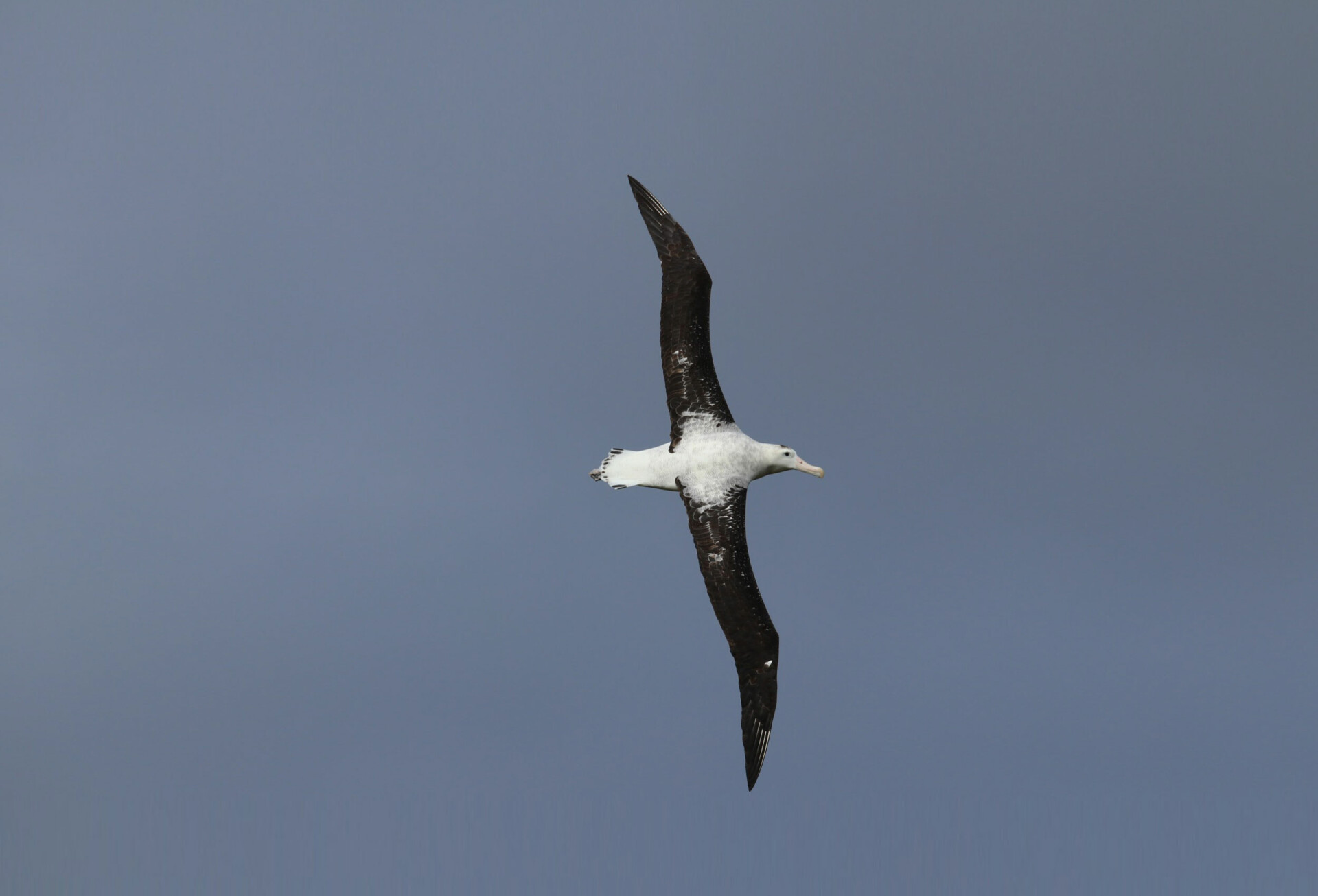 antipodean albatross inflight