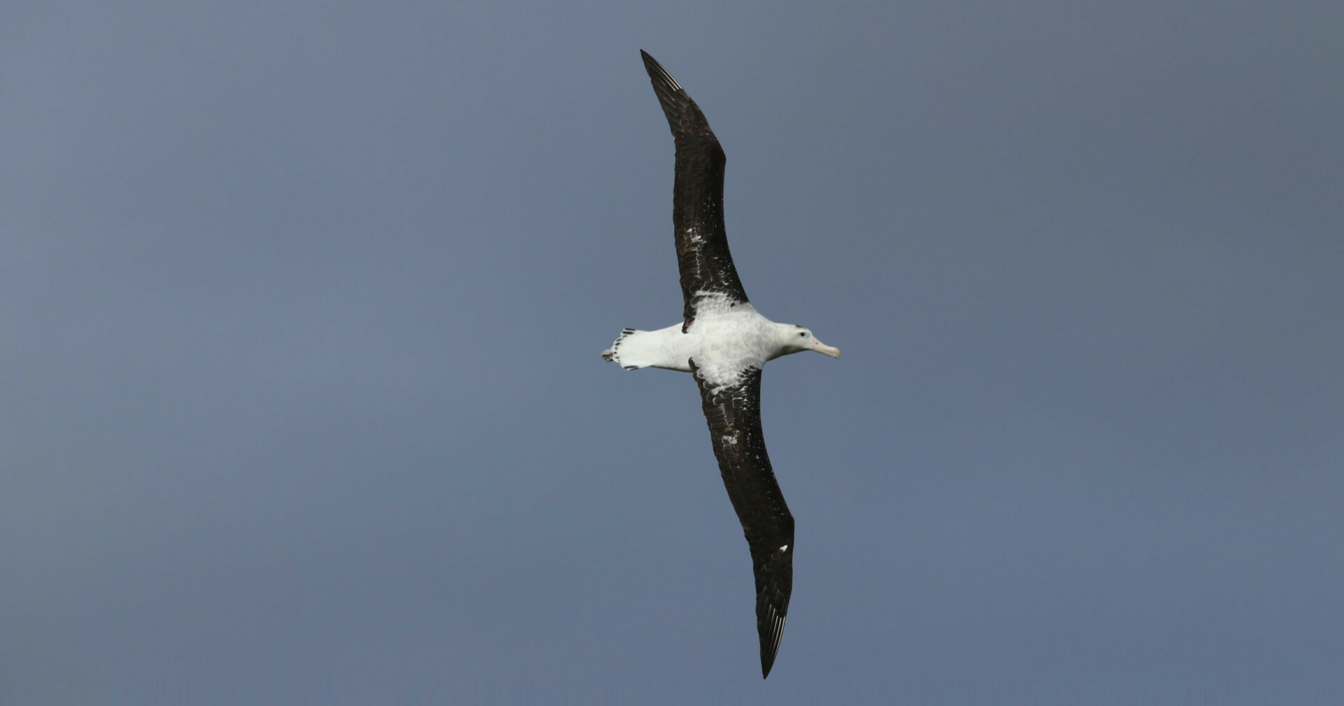 antipodean albatross inflight