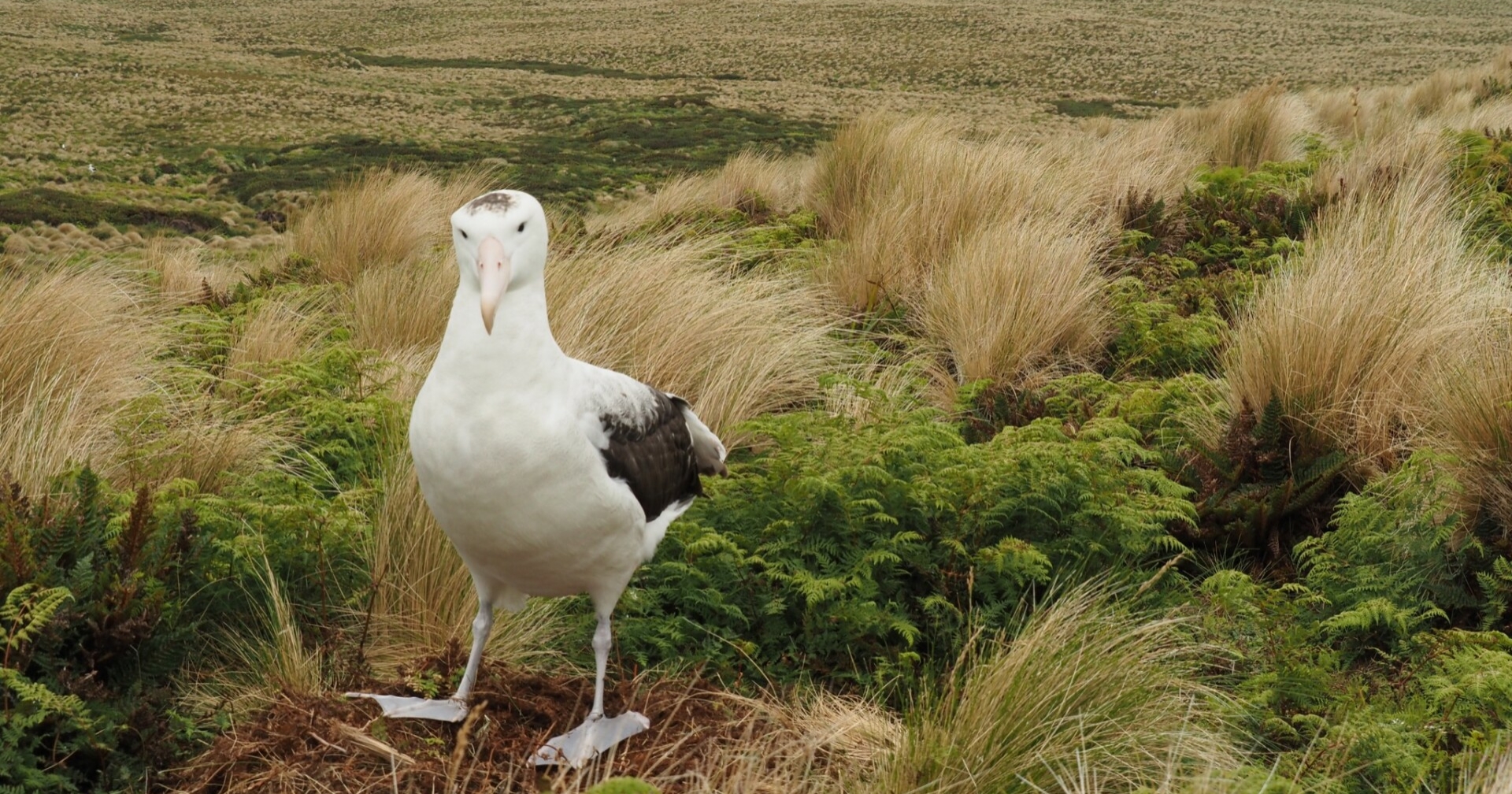 antipodean albatross lonely male pipit peak