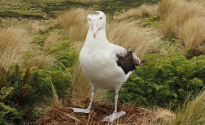 Saving the Antipodean Albatross