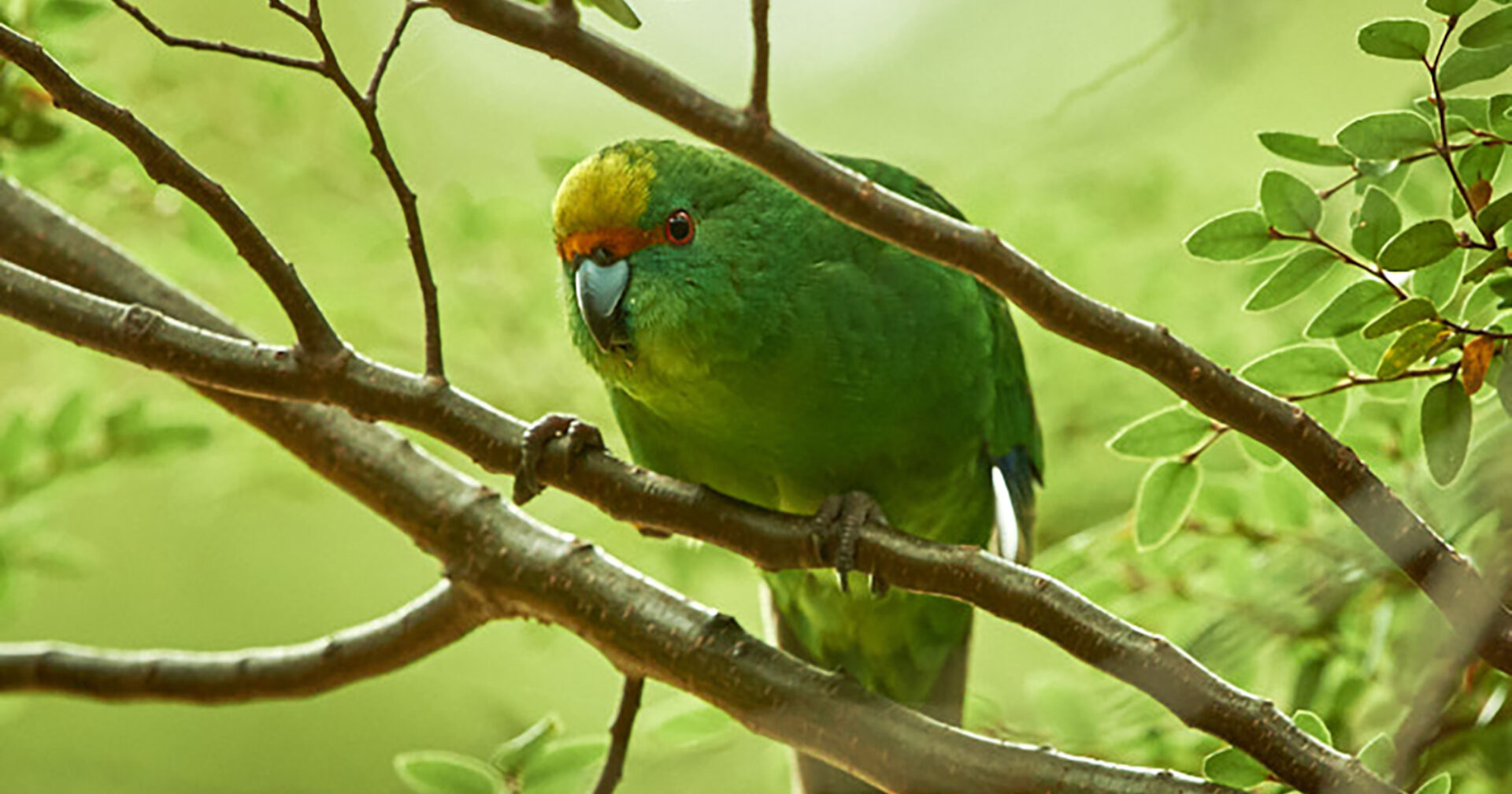 preview Orange Fronted Kakariki credit National Geographic Craig McKenzie x  