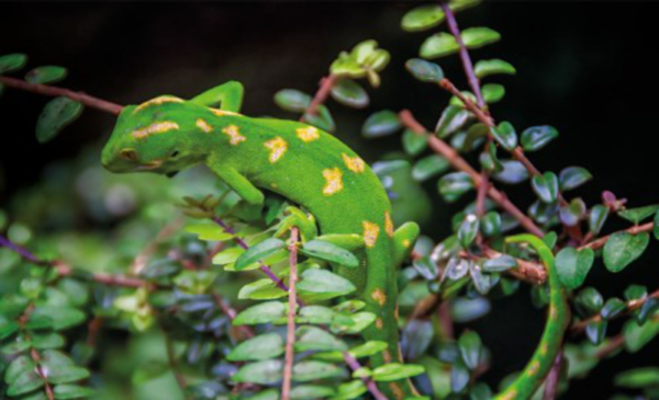 project lizard protection jewelled Gecko