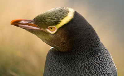 Yellow-eyed Penguin/ Hoiho