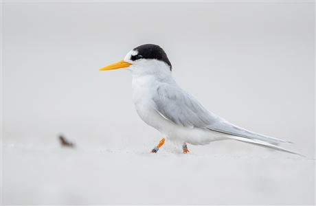 Tara iti/ New Zealand Fairy Tern | NZ Nature Fund