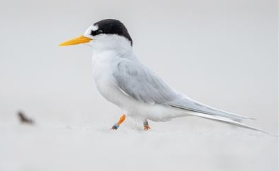 Tara Iti/ New Zealand Fairy Tern